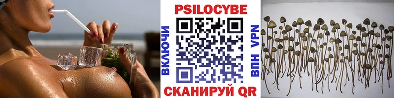 Псилоцибиновые грибы Psilocybe  Элиста 